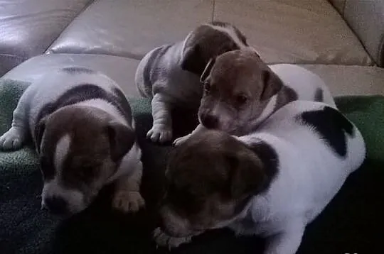 Jack Russell Terier