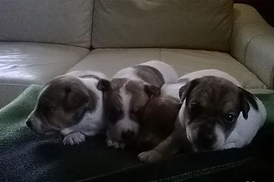Jack Russell Terier
