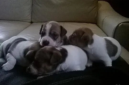 Jack Russell Terier