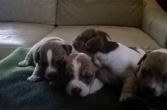 Jack Russell Terier