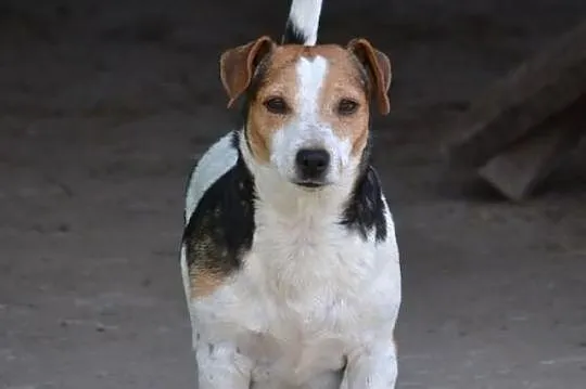 Jack Russell Terier