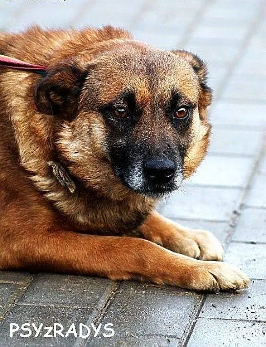 Prima skromna suczka do adopcji, mazowieckie Wars