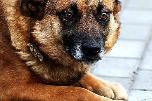 Prima skromna suczka do adopcji,  mazowieckie Wars
