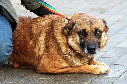 Prima skromna suczka do adopcji,  mazowieckie Wars