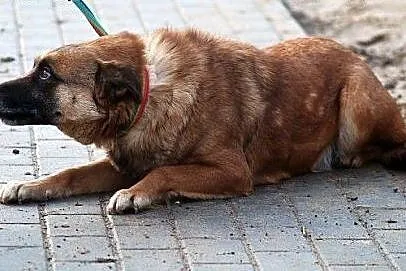 Prima skromna suczka do adopcji,  mazowieckie Wars