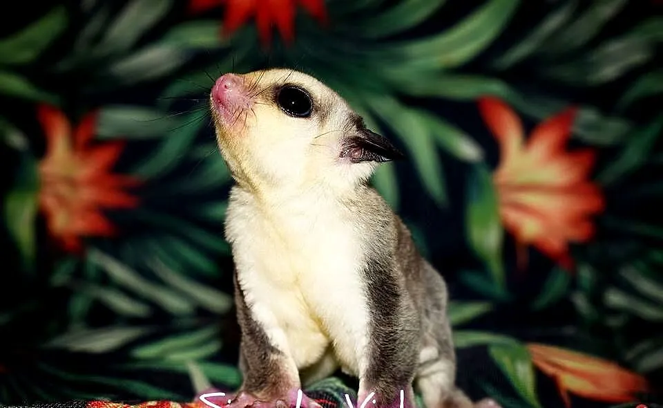 Lotopałanka karłowata, lotopałanki, sugar glider, Dolnośląskie, Wrocław