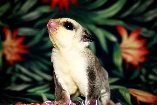 Lotopałanka karłowata, lotopałanki, sugar glider, Dolnośląskie, Wrocław