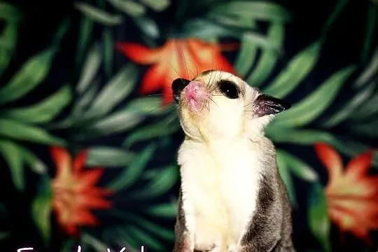 Lotopałanka karłowata, lotopałanki, sugar glider, Dolnośląskie, Wrocław