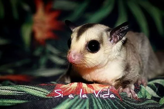 Lotopałanka karłowata, lotopałanki, sugar glider, Dolnośląskie, Wrocław