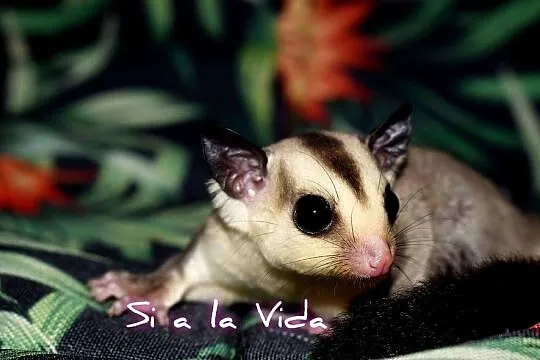 Lotopałanka karłowata, lotopałanki, sugar glider, Dolnośląskie, Wrocław