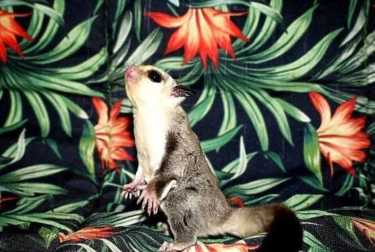 Lotopałanka karłowata, lotopałanki, sugar glider, Dolnośląskie, Wrocław