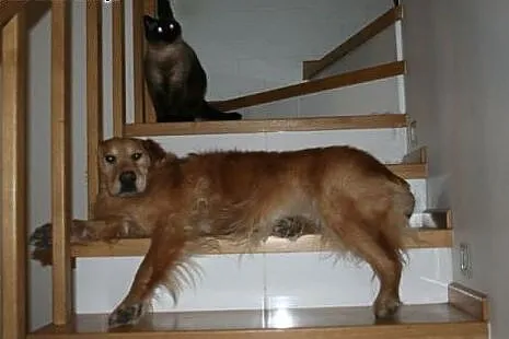 Golden retriever Fiona - do adopcji!!,  mazowiecki