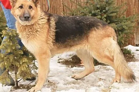 Tara - owczarek niemiecki,  mazowieckie Nowy Dwór 