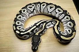 Pyton królewski Mojave Red Gene poss het Genetic Stripe