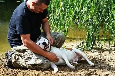 Amstaff Gomes czy ma szansę na dom?,  Amstaff cała