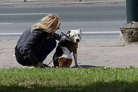 Amstaff Gomes czy ma szansę na dom?,  Amstaff cała