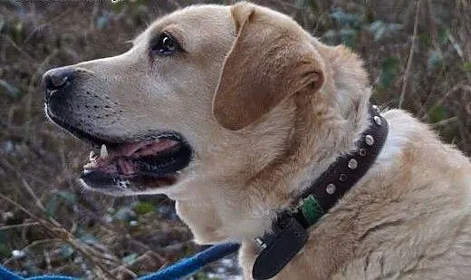 Cudowny biszkoptowy Ciekawski do adopcji, Labrado