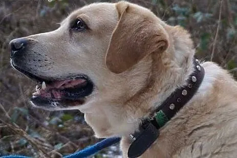 Cudowny biszkoptowy Ciekawski do adopcji,  Labrado