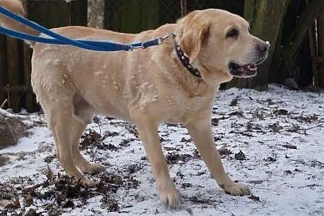 Cudowny biszkoptowy Ciekawski do adopcji,  Labrado