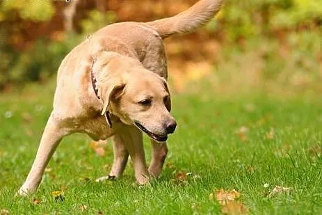 Cudowny biszkoptowy Ciekawski do adopcji,  Labrado