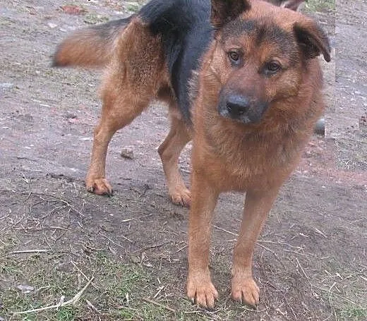 Zorro – czeka na dom i przyjaciela , ma