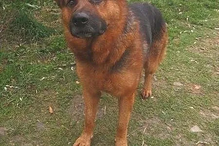 Zorro &#8211; czeka na dom i przyjaciela ,  ma