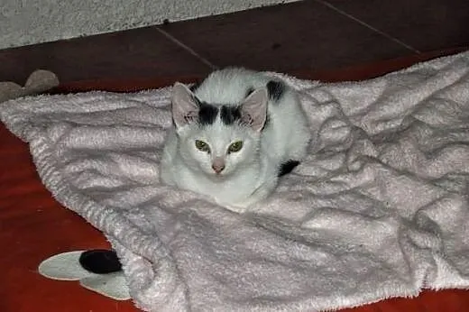 Młodziutka kotka PYCHOTKA szuka własnego domku,  m