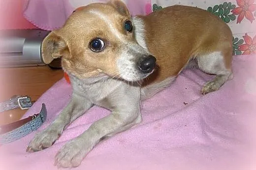 ELIZKA maleńka,wysterylizowana,adopcja!!,  świętokrzyskie Kielce