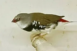 Amadynadiamentowa