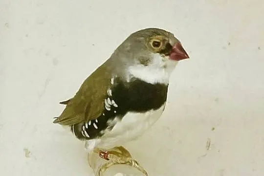 Amadynadiamentowa, Lubuskie, Zielona Góra