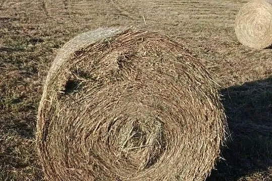 Siano 120, Świętokrzyskie, Pińczów