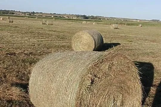 Siano 120, Świętokrzyskie, Pińczów