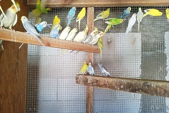 Papużki faliste, Mazowieckie, Siedlce