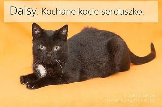 Daisy - słodka stokrotka :)