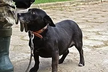 Maleńka Bunia szuka swojego miejsca na ziemi. Adop