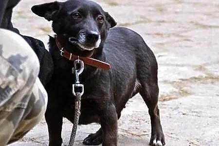 Maleńka Bunia szuka swojego miejsca na ziemi. Adop