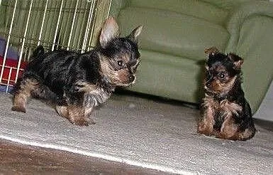 Yorkie szczenięta mini, Yorki cała Polska