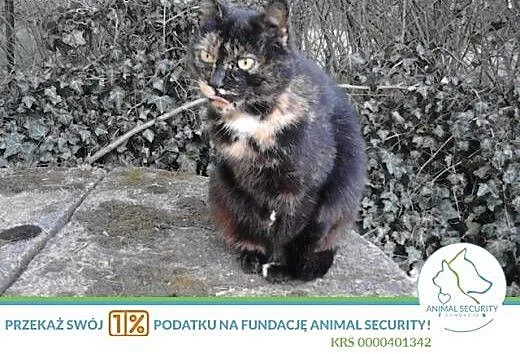 łagodna kotka o nietuzinkowym umaszczeniu do adopc
