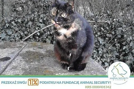 łagodna kotka o nietuzinkowym umaszczeniu do adopc