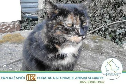 łagodna kotka o nietuzinkowym umaszczeniu do adopc