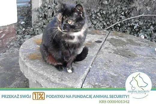 łagodna kotka o nietuzinkowym umaszczeniu do adopc