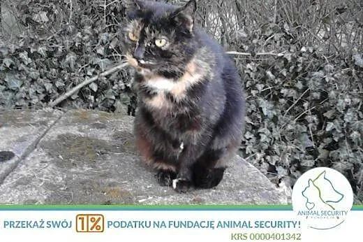 łagodna kotka o nietuzinkowym umaszczeniu do adopc
