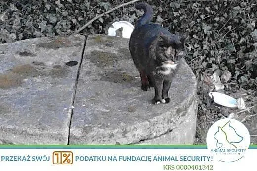 łagodna kotka o nietuzinkowym umaszczeniu do adopc
