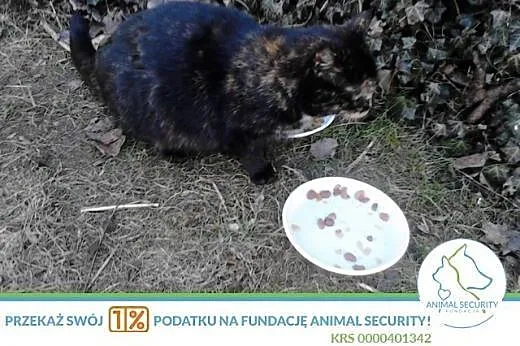 łagodna kotka o nietuzinkowym umaszczeniu do adopc