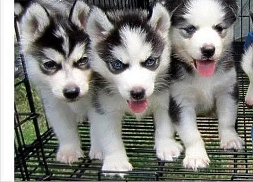 Siberian Husky puppy od razu!!, opolskie Opole