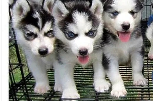 Siberian Husky puppy od razu!!, opolskie Opole