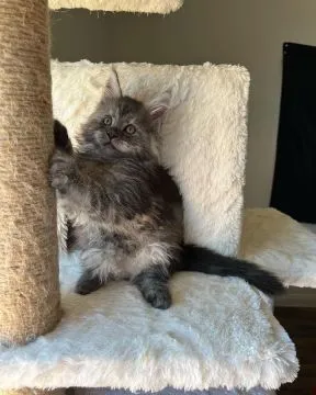 Kocieta Maine Coon... e-mail z aktualizacjami: {{legowikanna7@gmail.com}}, , Opole