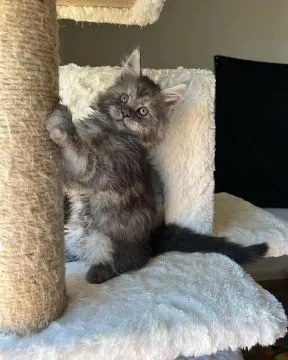 Kocieta Maine Coon... e-mail z aktualizacjami: {{legowikanna7@gmail.com}}