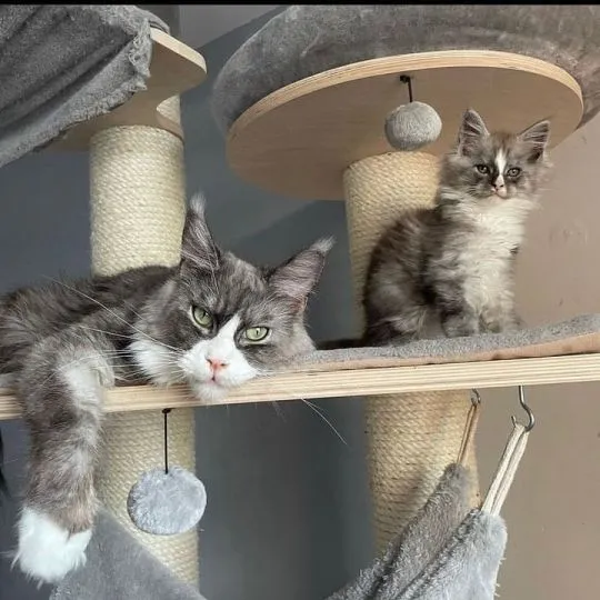 Kocieta Maine Coon... e-mail z aktualizacjami: {{legowikanna7@gmail.com}}, , Opole