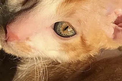 Kocurki rude wyjątkowe oczy